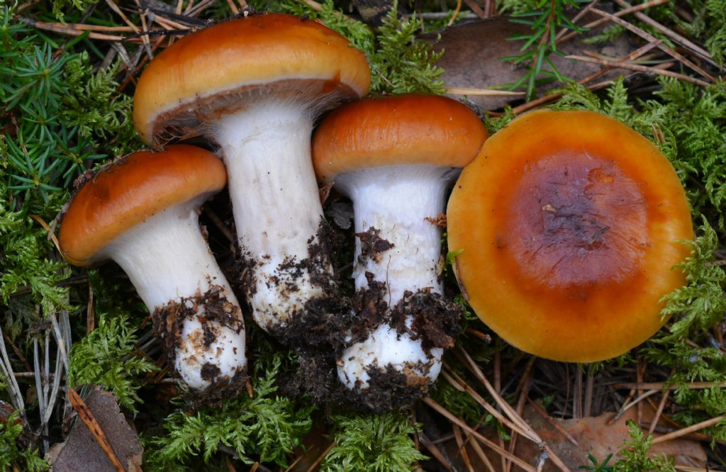 Cortinarius mucosus (Bull.) J. Kickx f.